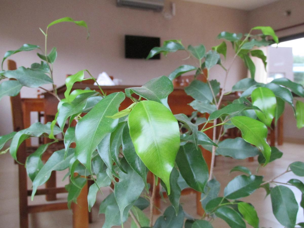 Las Cardas Posada Белен Экстерьер фото